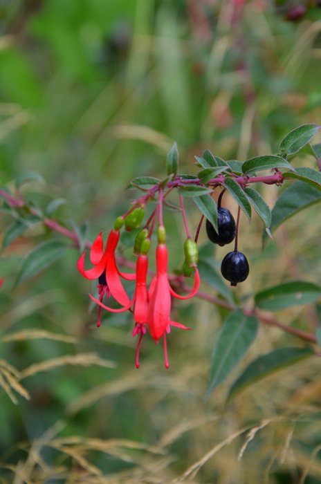 Fuchsia regia 'Retzii' (2)